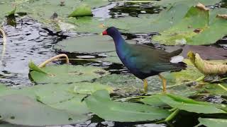 Purple Gallinule in the Everglades 202312 [upl. by Rosena]