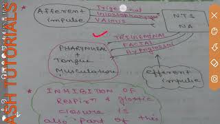 DEGLUTITION REFLEX SWALLOWING MECHANISM GIT MOTILITY [upl. by Attikram]