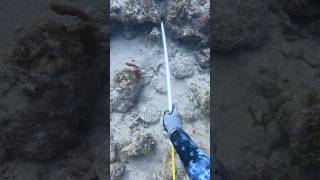 Nice easy large one in this sand hole🦞 Full video linked [upl. by Reamonn56]