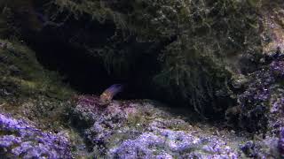 Rare Tanganyikan Cichlid Pair  Neolamprolgus Falcicula Cygnus [upl. by Demeyer]