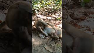 Wildlife monkey in Mohanokor troop monkeyaction monkeybehavior [upl. by Olvan]