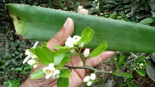 Coloque BABOSA em suas PLANTAS e VEJA O INCRÃVEL RESULTADO [upl. by Watkin]