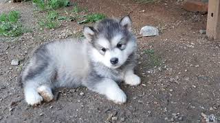 Alaskan malamute puppies 6 weeks old [upl. by Hassadah]