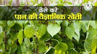 पान की खेती कैसे करें  BetelVine Cultivation [upl. by Stegman]