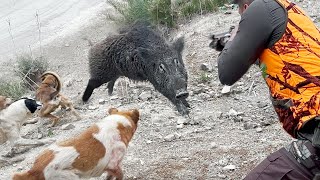 Chasse Sanglier au maroc  Wild Boar Hunting 20232024 Partie 10 [upl. by Corney]