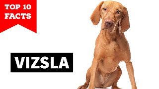 Vizsla  Top 10 Facts [upl. by Anallise900]