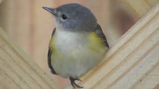 American Redstart Setophaga ruticilla Timucuan Ecological and Historical Preserve [upl. by Ferullo323]