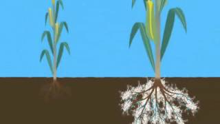 Mycorrhizae Helps Reduce Drought Stress [upl. by Bannasch]