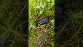 Hunting Crab in beautiful floodplain  Crab catching in flooding fields crab crabhunting nature [upl. by Peddada]