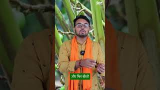 इलायची की नर्सरी कैसे करें तैयार 🤩 👈 Elaichi ki kheti ka tarika cardamom dehaat farming shorts [upl. by Gertie]