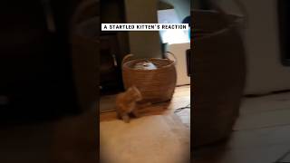 A startled kittens reaction shorts pets funny [upl. by Anirbus]