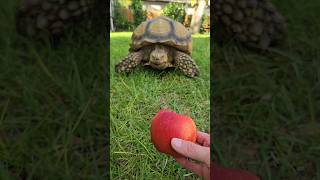 Apple ASMR by Benji 🍎🐢 [upl. by Mela]