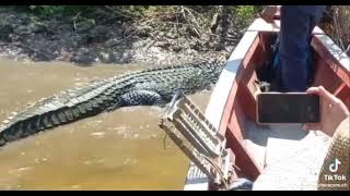 Giant River Otters Defeat Large Black Caiman [upl. by Hausmann]