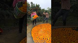 Orange 🍊🍊 Fruit Harvesting from Farm amp Rural Farmer Activites farming orange shorts [upl. by Liza44]