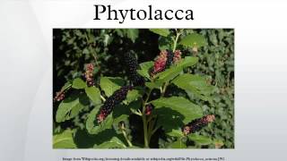 Phytolacca [upl. by Man]