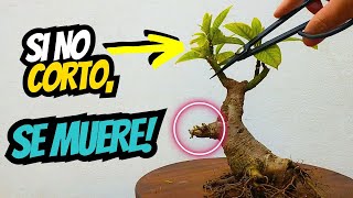 Cómo evitar que muera una rama en Bonsai de Ombu [upl. by Edlyn]