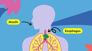 Digestive system and its parts [upl. by Biddle]