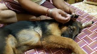 German Shepherd Dog Ears Tapingजर्मन शेफर्ड डॉग के कान खड़े करने का तरीक़ा Part2 jattprabhjot [upl. by Akemehs]