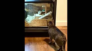 Mr T Cat ASMR  PURR A cat hotel “He turns the nightlight on with his tail amp Gerbil” Music [upl. by Aslin866]