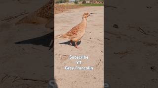 Grey francolin soundteetar ki awazbirds naturepets trending [upl. by Livi353]