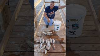 Mangrove snapper in Texas fishing [upl. by Jeconiah620]