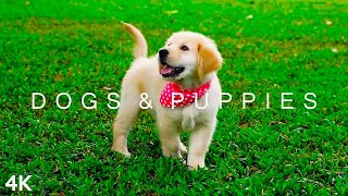 DOGS amp PUPPIES in 4K  2 Hours  Relaxing Ambient Music Strings Cute Pets [upl. by Drofliw832]