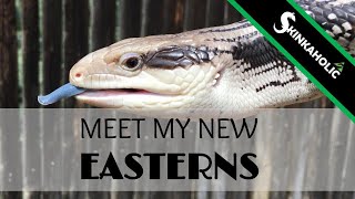 My Eastern Blue Tongue Skinks  Ep 68 [upl. by Airenahs263]