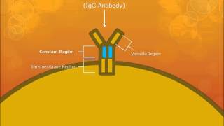 BCell Activation and Function [upl. by Ailec]