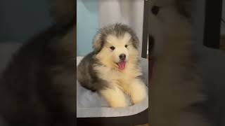 Cute Puppy Barking Is The Cutest Sound Ever [upl. by Norvall]