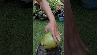 Style cutting green young coconut satisfying cuttingskils shorts [upl. by Sosthenna]