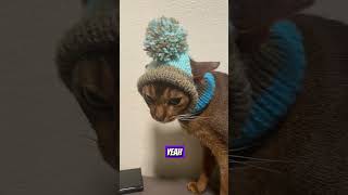 Calling workAbyssinian cat 😹😉shots cat abyssinian funny cute catlover sickcat [upl. by Letsirk]