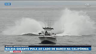 Baleia gigante pula ao lado de barco na Califórnia [upl. by Tonneson]