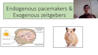 biopsychology Endogenous pacemakers and Exogenous zeitgebers [upl. by Concettina740]