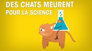 Des chats meurent pour la science  STOP ou encore [upl. by Amlet792]