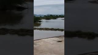 Dareswar river  sukhdi Nadi from dhareshwar dhareshwer rivershortsviralbharatseervi18 ram [upl. by Monti]