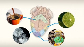 Did You Know Do Different Parts of the Tongue Taste Different Flavors  Encyclopaedia Britannica [upl. by Armelda]