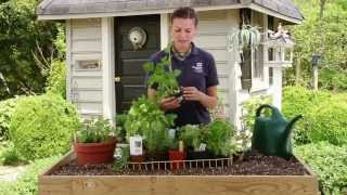 How To Plant an Herb Garden [upl. by Sitnalta]