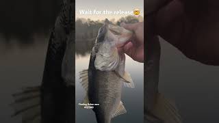 How often do bass do this wait till the end🤯🤯bigbassenergy fishing bass fyp viral lakelanier [upl. by Chicoine]