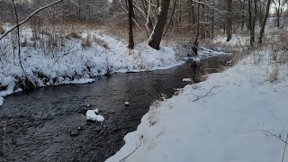 Rzeka Radomka dzisiaj  19012024 Przysucha Blachownia [upl. by Aronoh]