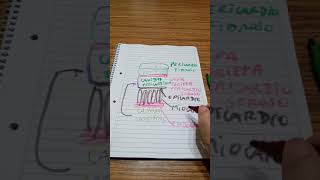 repaso esquema de paredes cardiacas epicardio miocardio y endocardio [upl. by Annej323]