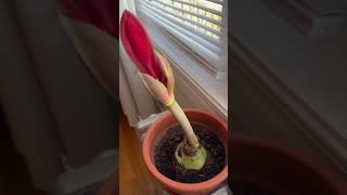 Eager Amaryllis canadianvlogger amaryllis canadiangardener [upl. by Raddatz935]