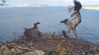 POSIDONIA Y JIBIÓN  Águila pescadora  PN Cabrera  Osprey Spain [upl. by Edgell]