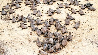 Hawksbill Sea Turtles Hatching  Mass Emergence  185 Turtles Maui Hawaii 81516 [upl. by Arsi]