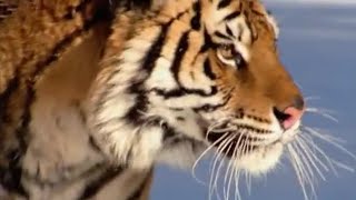 The Siberian Tiger  The Life of Mammals  BBC Earth [upl. by Berstine845]