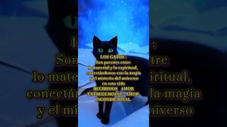 GATOS significado Espiritual🐱gatos amoralosanimales gatitos felinos amor esparciendoamor1111 [upl. by Wakeen738]