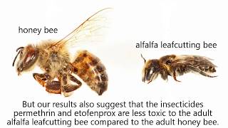 Acute toxicity of permethrin deltamethrin and etofenprox to the alfalfa leafcutting bee [upl. by Ellehc]