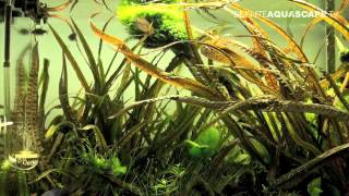 Aquascaping  Planted aquarium 60x30x35 [upl. by Yriek]