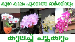 Top Orchid Care and Flowering in Malayalam  ഓർക്കിഡ് നിറയെ പൂക്കൾ ഉണ്ടാകാൻ   Top Tips [upl. by Flanigan]