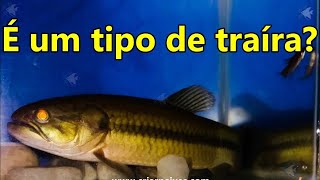 Como pescar e criar o Marobá Íu  Hoplerythrinus unitaeniatus o primo da traíra [upl. by Neehahs228]