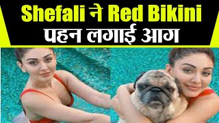 Shefali Jariwala ने Red Bikini पह पूल में लगाई आग डॉगी के साथ दिखा प्यार भरा अंदाज  FilmiBeat [upl. by Nollahs]